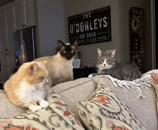Julie O’Donley Cats