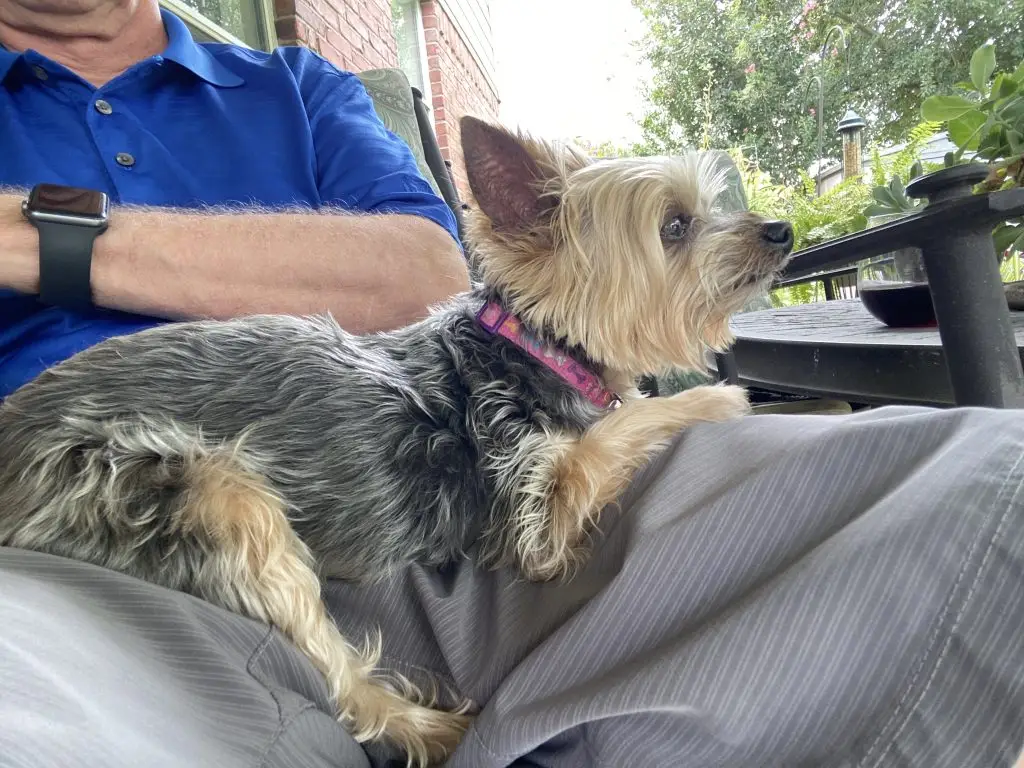 Ed Larsen Dog
