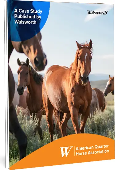 24_American-Quarter-Horse-Mockup-copy.webp