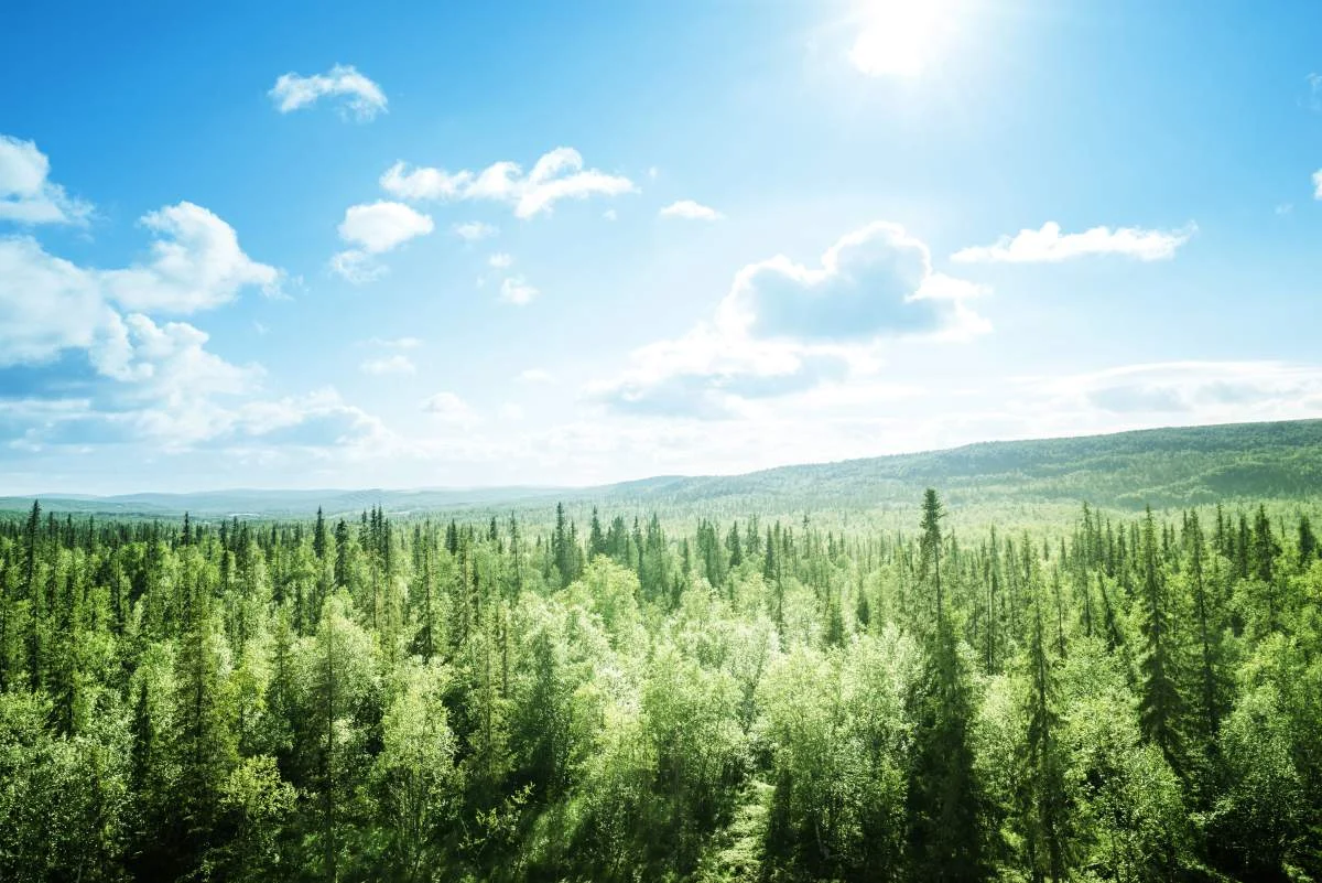 A sunny forest
