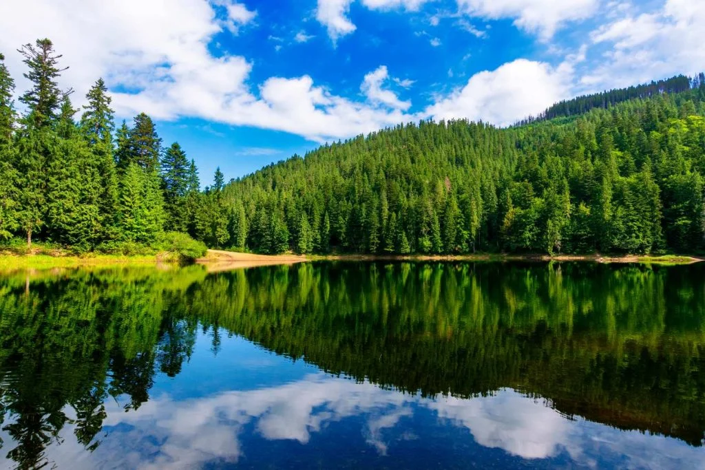 A Beautiful lake surrounded by trees