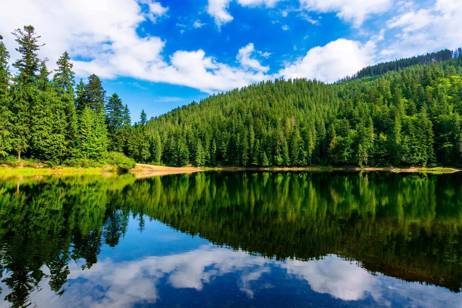 A Beautiful lake surrounded by trees